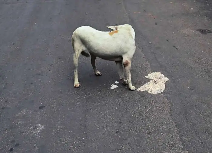 Perfectly Timed Animal Photos: 40 Funny and Unexpected Moments by Pranay Pariyar 81 A white street dog with a small brown patch twists its body to look backward while standing on dark asphalt beside a patch of peeling white road paint.