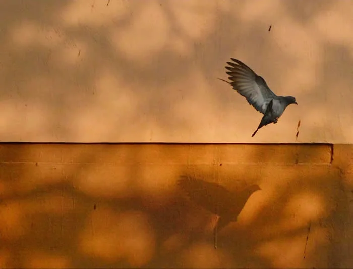 Perfectly Timed Animal Photos: 40 Funny and Unexpected Moments by Pranay Pariyar 82 A gray pigeon flies close to a weathered ochre wall, casting a distinct shadow on its lower section in warm afternoon light.
