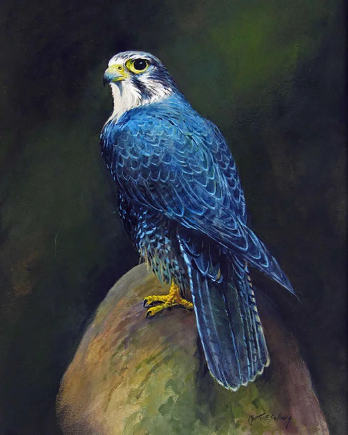 Watercolor painting by American artist Morten E. Solberg titled Prairie Falcon Portrait, depicting a blue-gray falcon with bright yellow feet and a sharp gaze, perched on a rock against a dark, softly blended background.