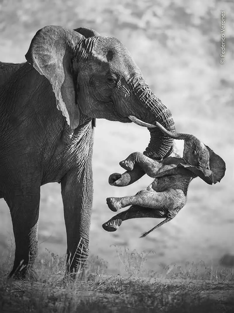 Wildlife Photographer of the Year 2026: The Aftermath by Federico Veronesi - Wildlife Photographer of the Year 2026 Winners