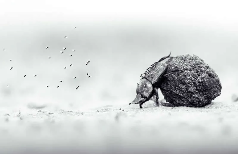 Young Grand Title and 11 to 14 Years: Labour of love by Oscar Whitfield, Zimbabwe/UK - Wildlife Photographer of the Year 2026 Winners