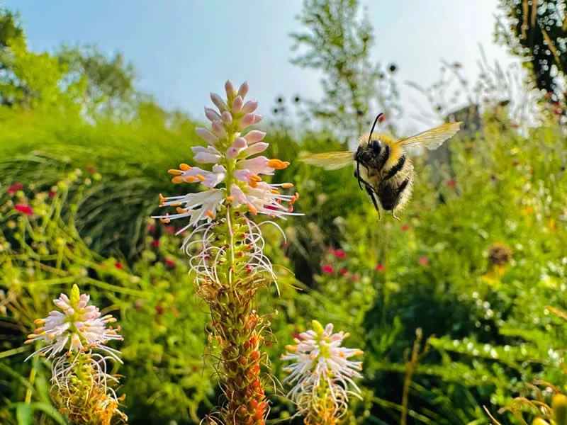 10 Years and Under: Flight of the Bumblebee by Amelie Davis, UK - Wildlife Photographer of the Year 2026 Winners