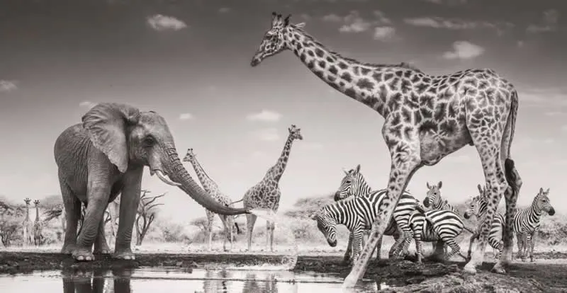 Animals in their Environment: The Meeting Place by James Lewin, UK - Wildlife Photographer of the Year 2026 Winners