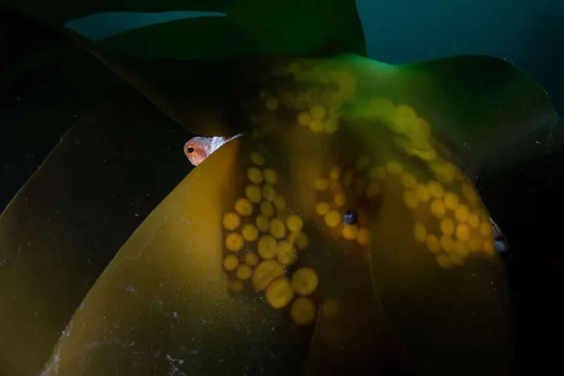 Animal Portraits: A Watchful Eye by Aaron Sanders, UK - Wildlife Photographer of the Year 2026 Winners