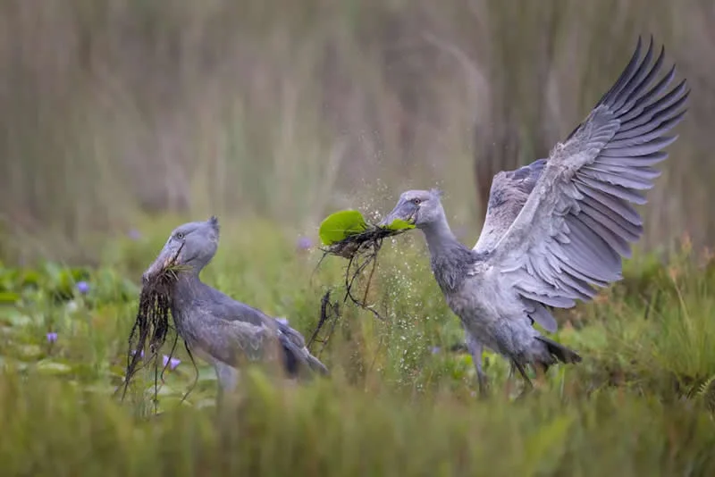 Birds: Scenes from the Swamp by Isak Pretorius, South Africa - Wildlife Photographer of the Year 2026 Winners