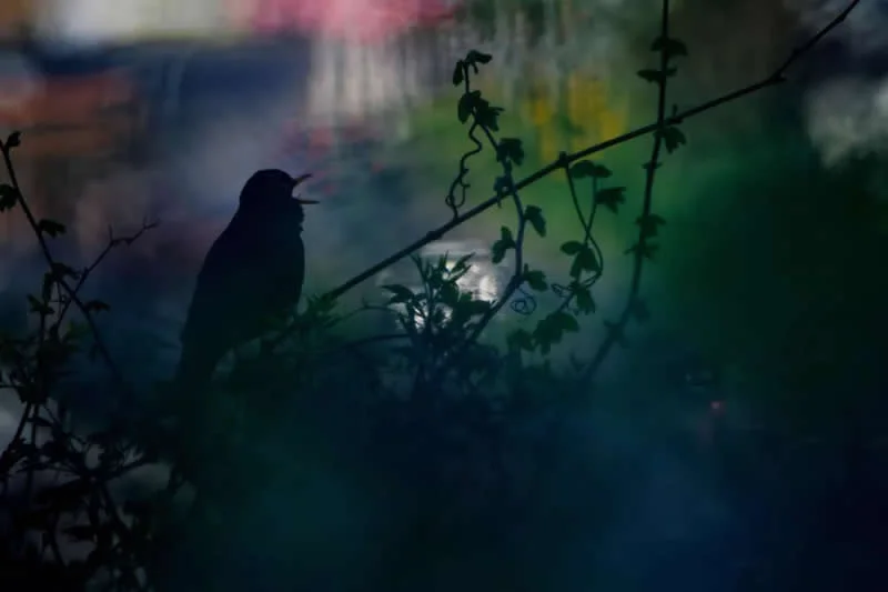 15-17 Years: Birdsong Painted in Light by Konrad Gr&auml;eter, Germany - Wildlife Photographer of the Year 2026 Winners