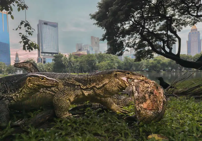 Urban Wildlife: Urban Jungle by Seth Forestson, UK - Wildlife Photographer of the Year 2026 Winners