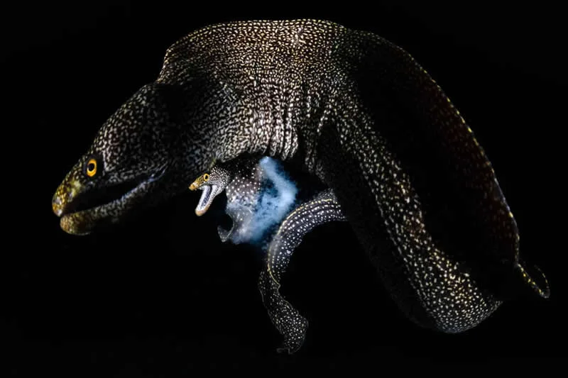 Under Water: Making Morays by Tony Wu, USA/Japan - Wildlife Photographer of the Year 2026 Winners