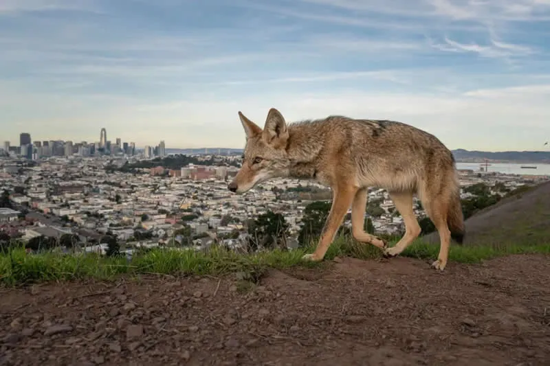 Photojournalist Story Award: Wily Coyotes of San Francisco by Loren Elliott, USA - Wildlife Photographer of the Year 2026 Winners
