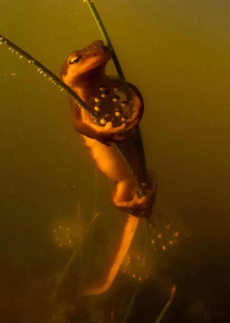 Behaviour - Amphibians and Reptiles: Protective Pose by Anton Sorokin, US - Wildlife Photographer of the Year 2026 Winners