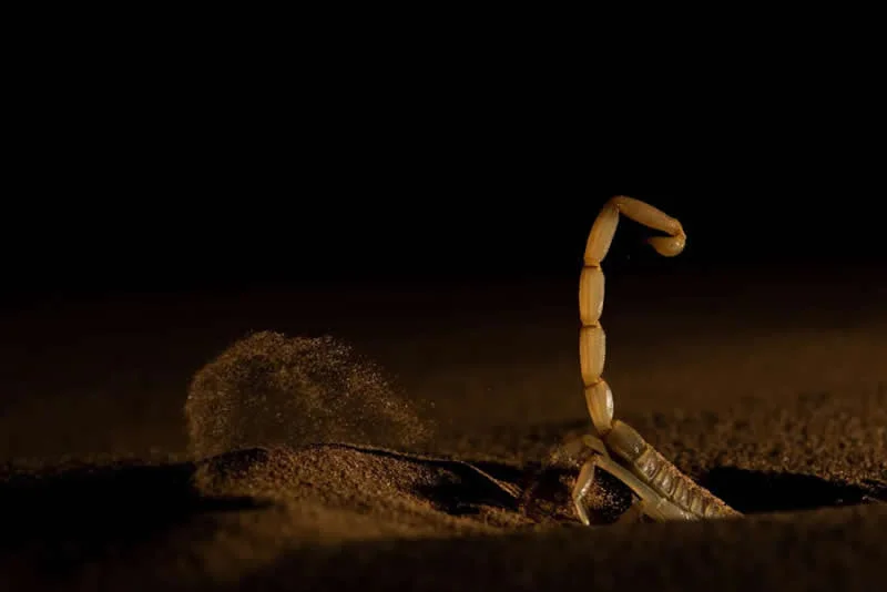 Behaviour - Invertebrates: Shifting Sand by Sitaram Raul, India - Wildlife Photographer of the Year 2026 Winners