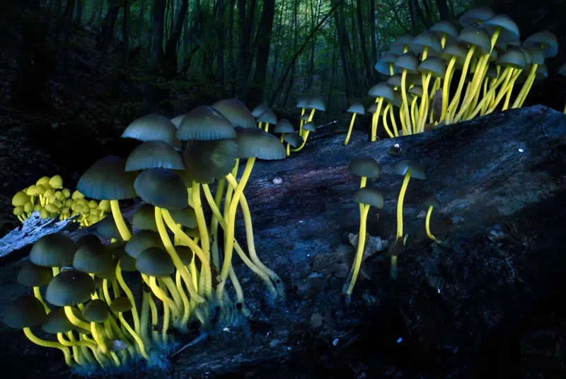 Plants and Fungi: Shedding Light by Agorastos Papatsanis, Greece - Wildlife Photographer of the Year 2026 Winners