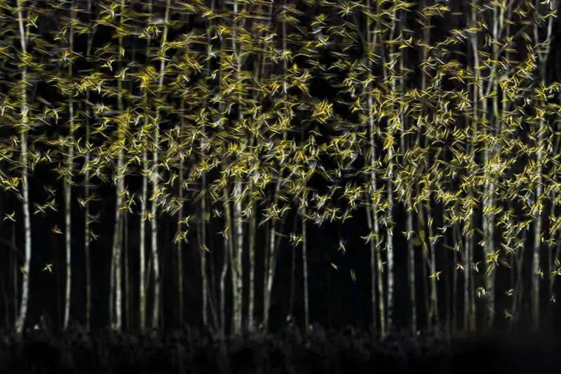 Natural Artistry: Escape Artistry by Michał Michalski, Poland - Wildlife Photographer of the Year 2026 Winners