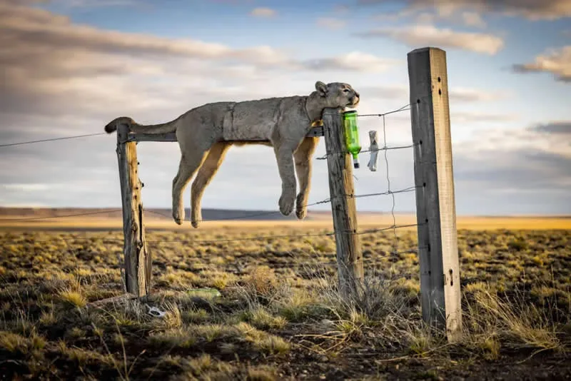 Photojournalism: Warning Sign by Francisco Negroni, Chile - Wildlife Photographer of the Year 2026 Winners