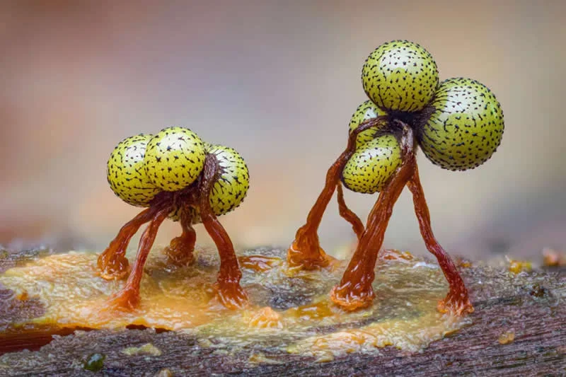 Portfolio Award: Secret Worlds by Kutub Uddin, Bangladesh/UK - Wildlife Photographer of the Year 2026 Winners