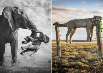 Powerful Award-Winning Photos From Wildlife Photographer of the Year 2026