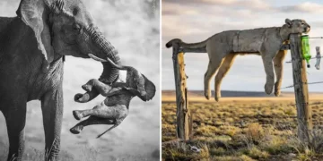 Powerful Award-Winning Photos From Wildlife Photographer of the Year 2026