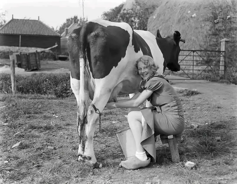 Willem van de Poll: The Master Photographer Who Captured a Changing World 59 Black-and-white photograph of a smiling woman seated on a low wooden stool, hand-milking a black-and-white cow into a metal bucket in a rural farmyard, with a farmhouse, haystack, and wooden fencing in the background.