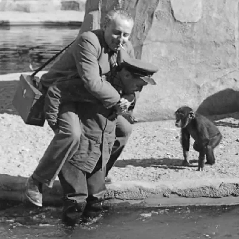 Willem van de Poll: The Master Photographer Who Captured a Changing World 68 Black-and-white photograph of two men, one carrying the other on his back, standing beside shallow water near a rocky enclosure while a young chimpanzee watches them from the sandy ground.